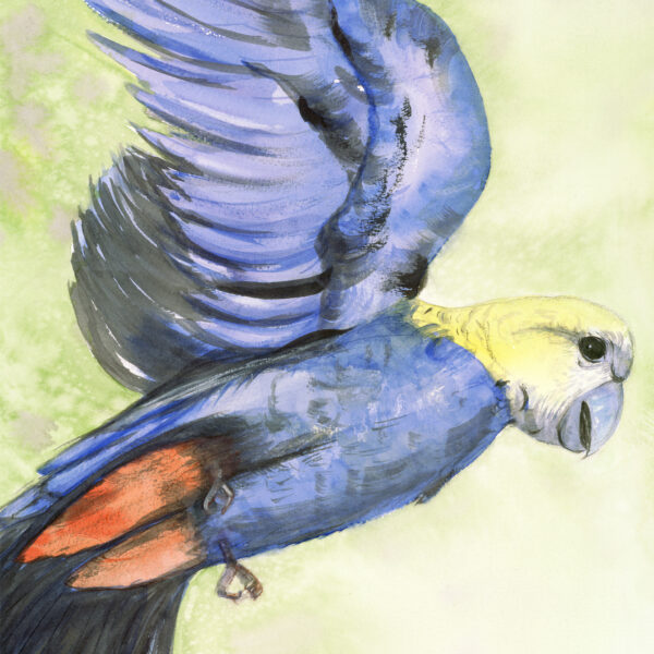 “PaleFace” – A Soaring Portrait of Freedom