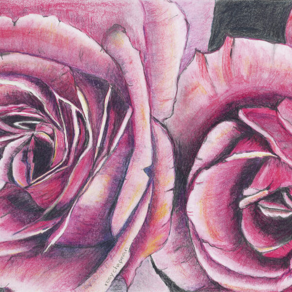 “Pink Roses" – A Study in Grace
